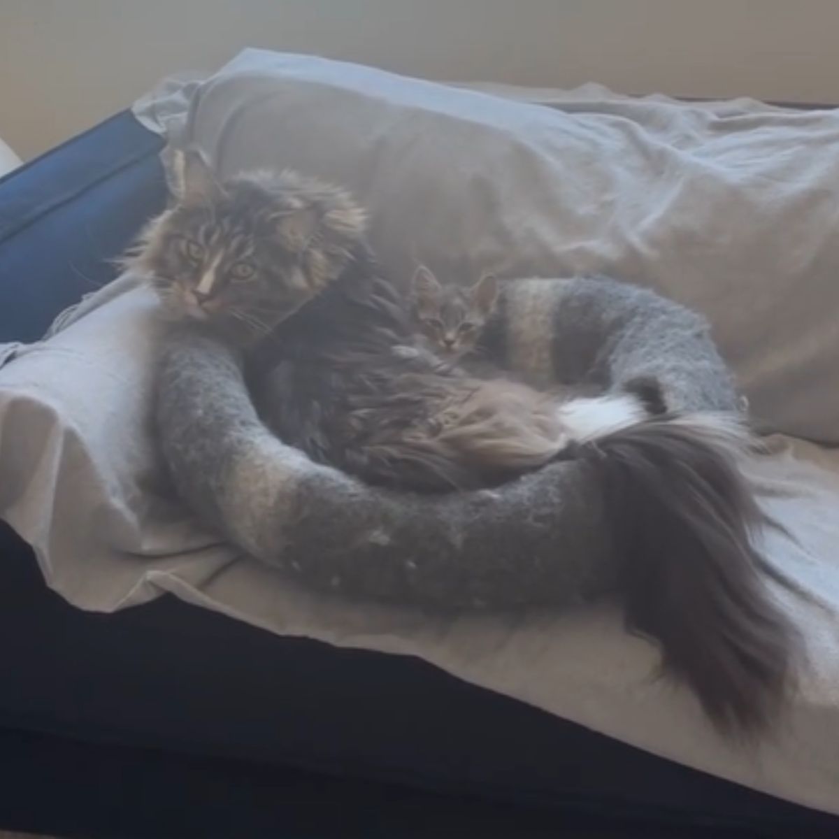 kitten lying next to a maine coon cat