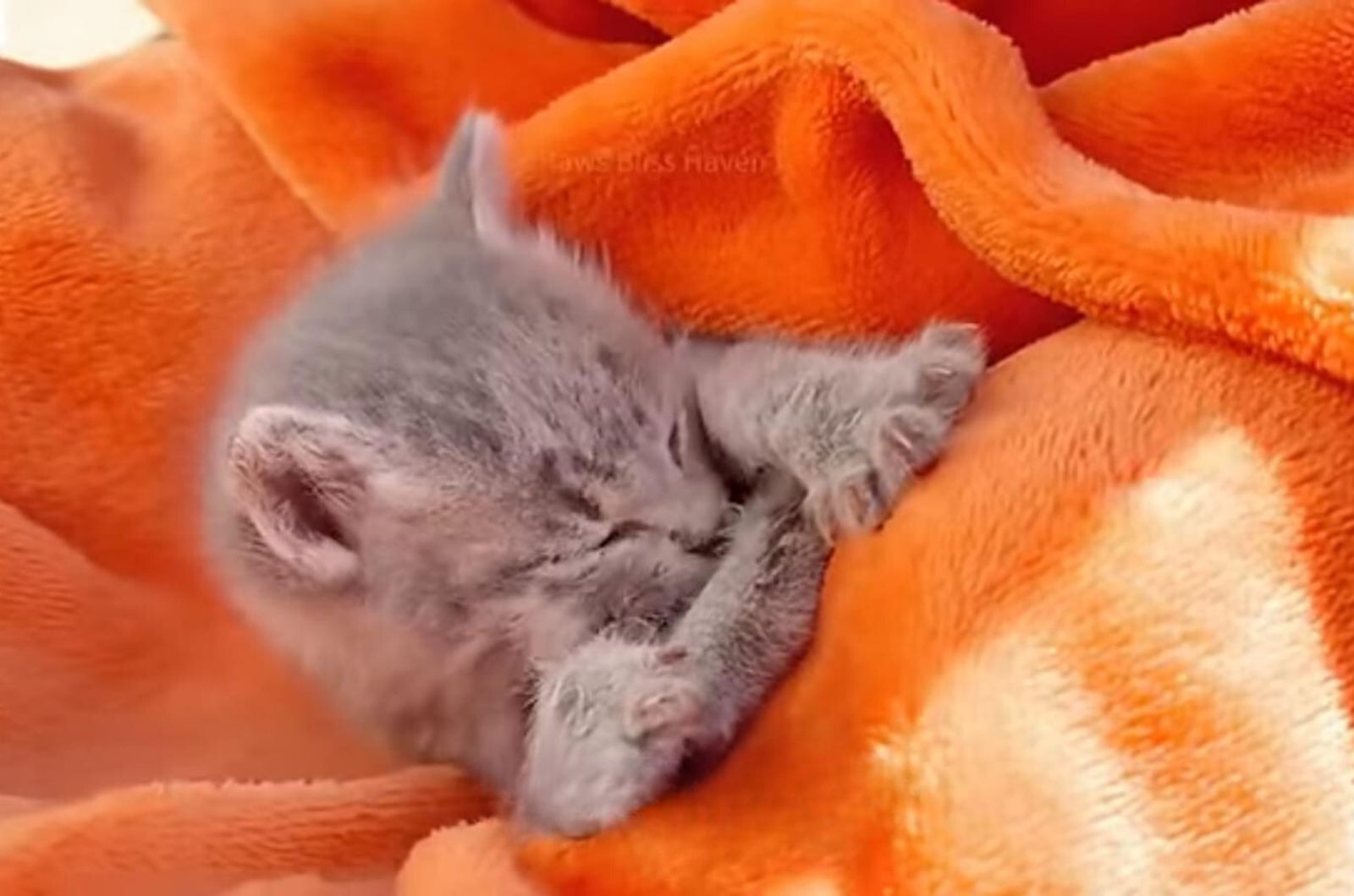 kitten on orange blanket