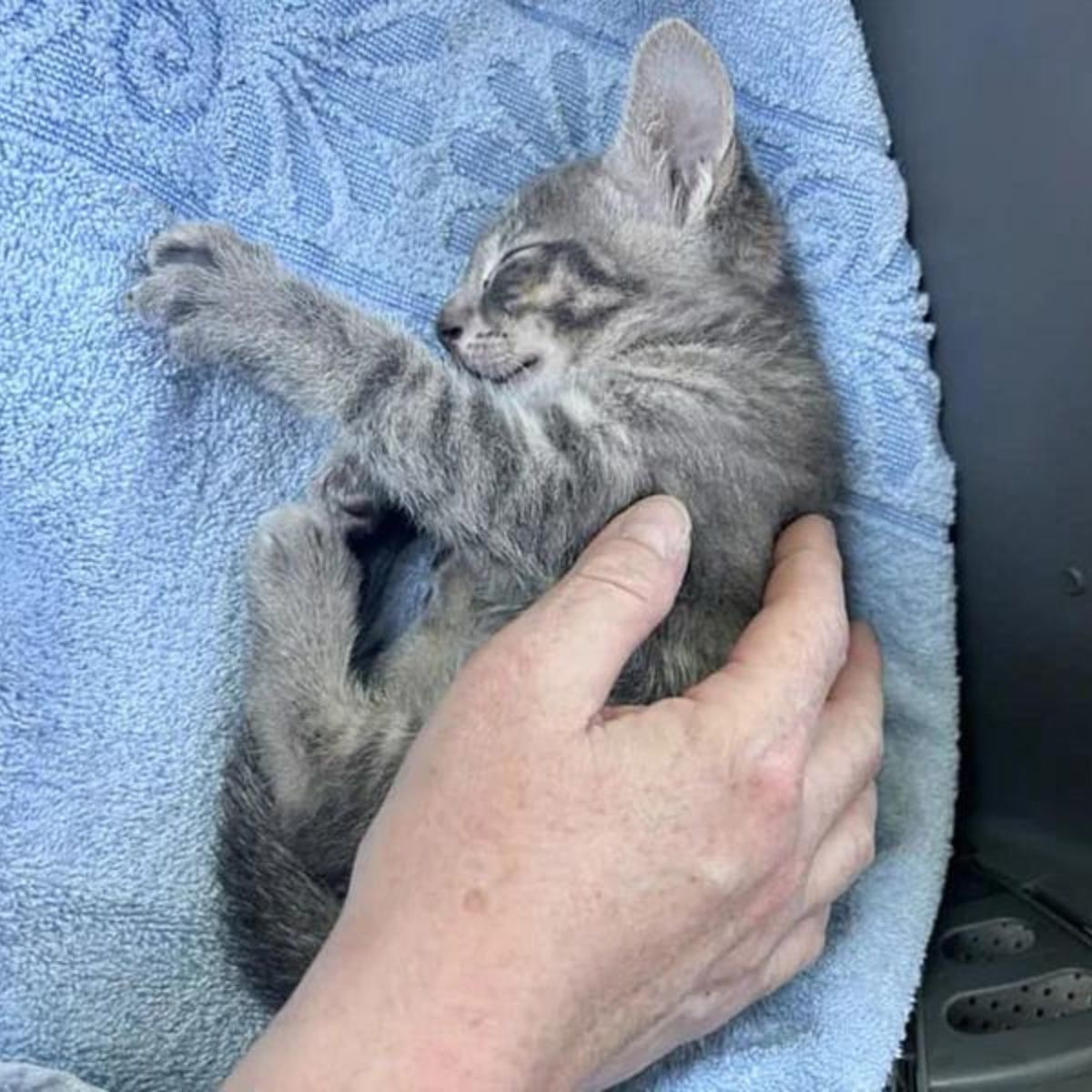 kitten sleeping on a blue towel