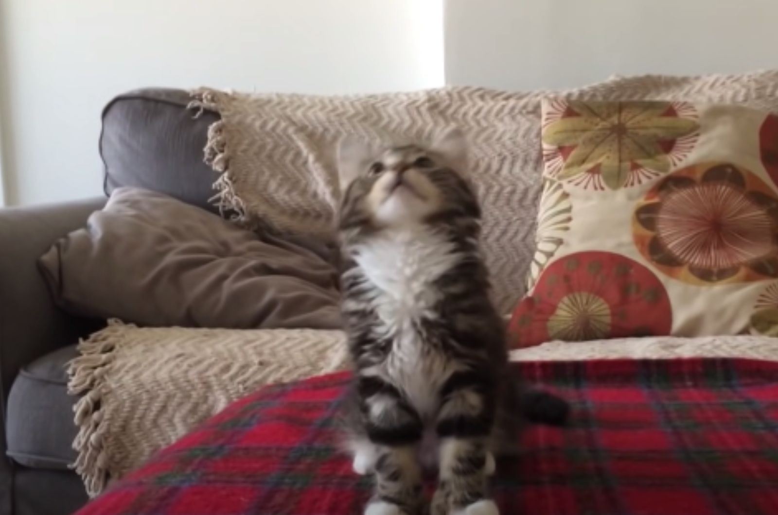 kitty dancing on her song