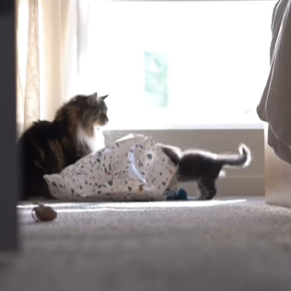 maine coon cat and kitten