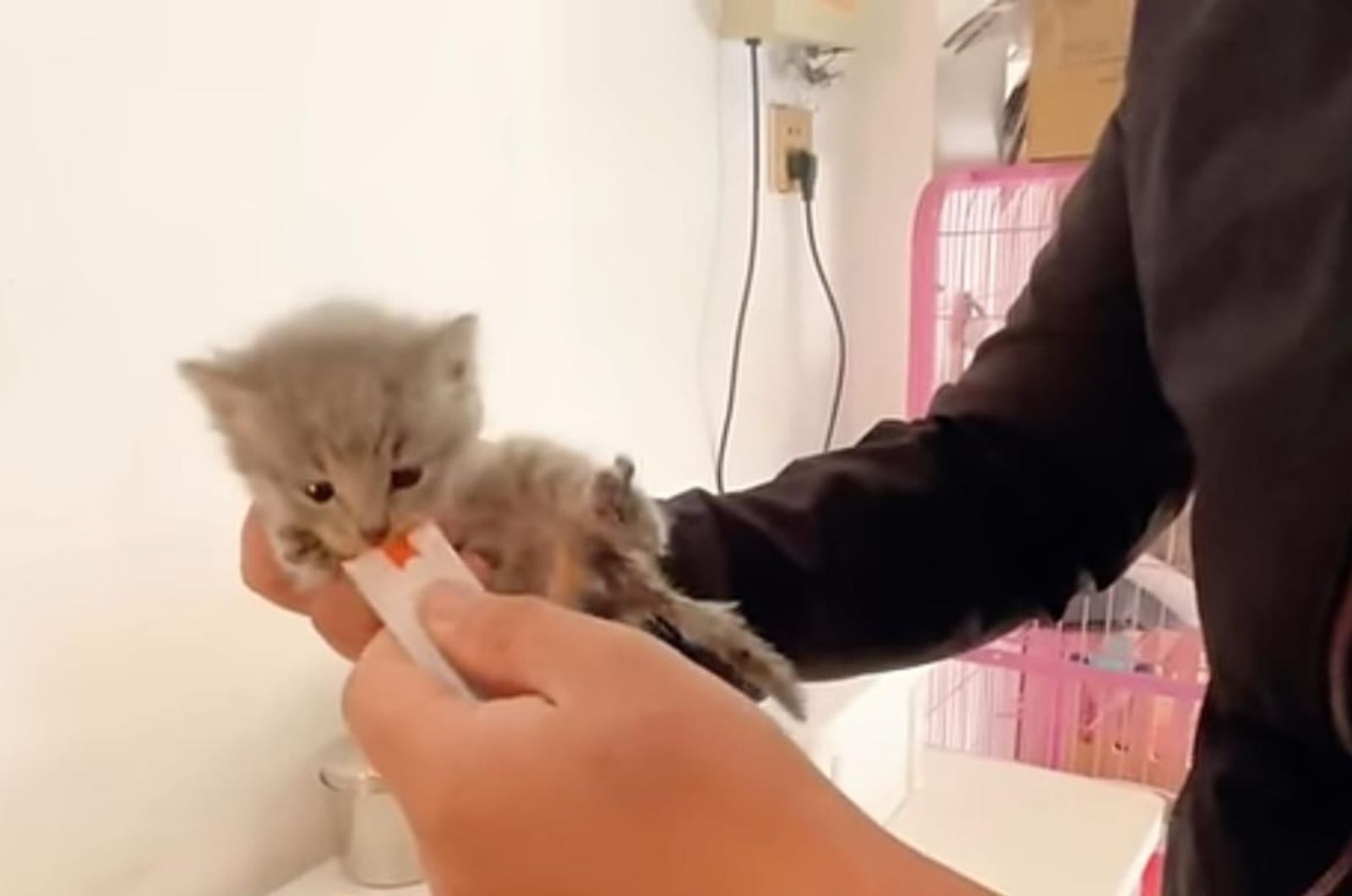 man feeding kitty