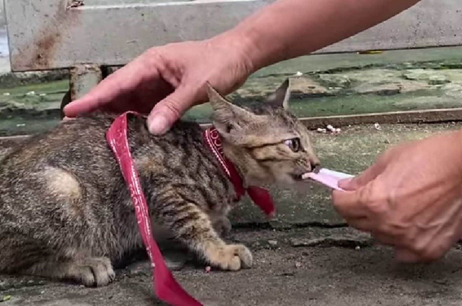 man helping poor cat with food