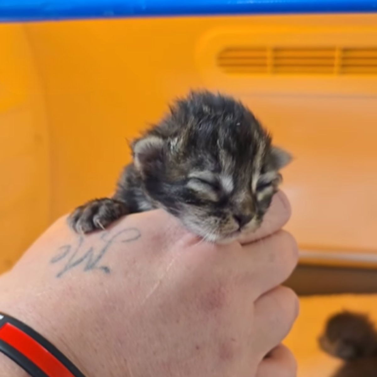 man holding kitten in palm