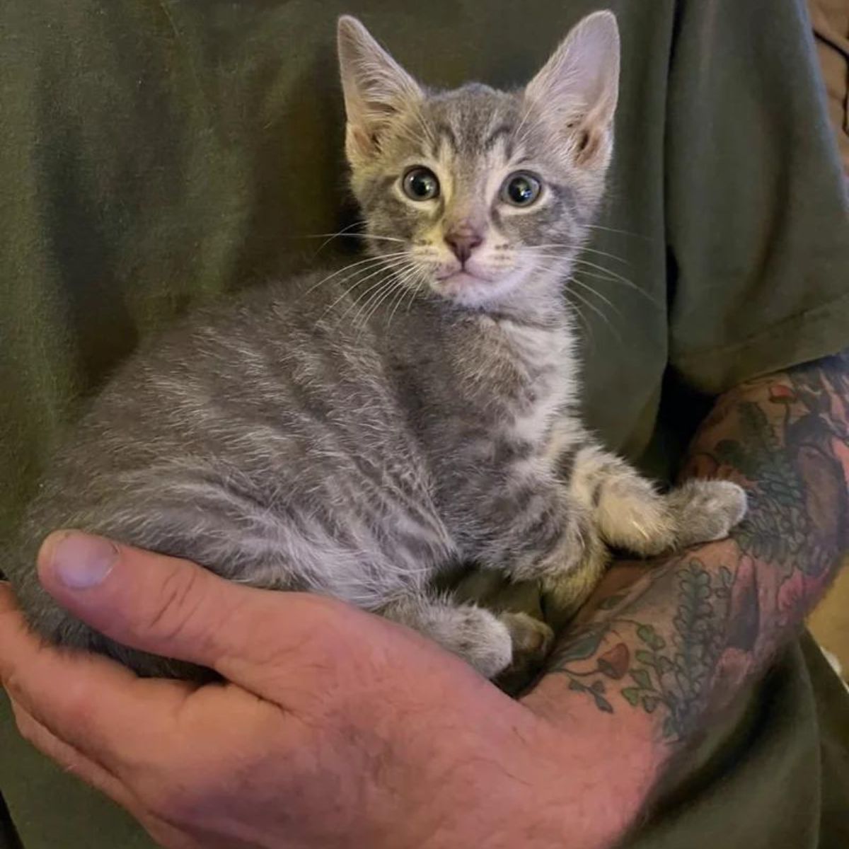 man holding the kitten