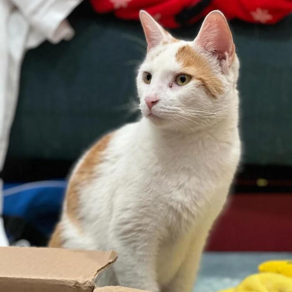 photo of a cat indoors