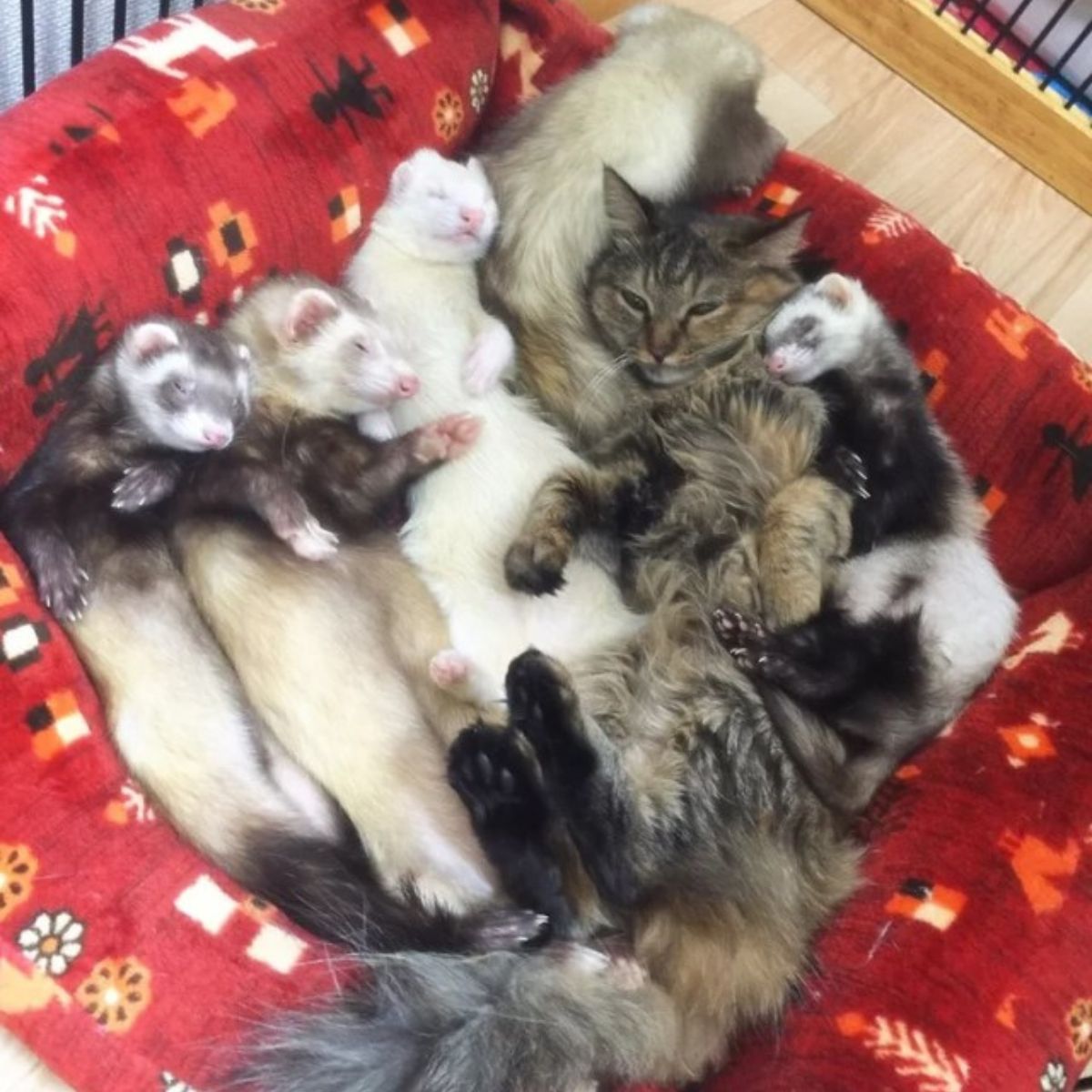 photo of ferret and kittens