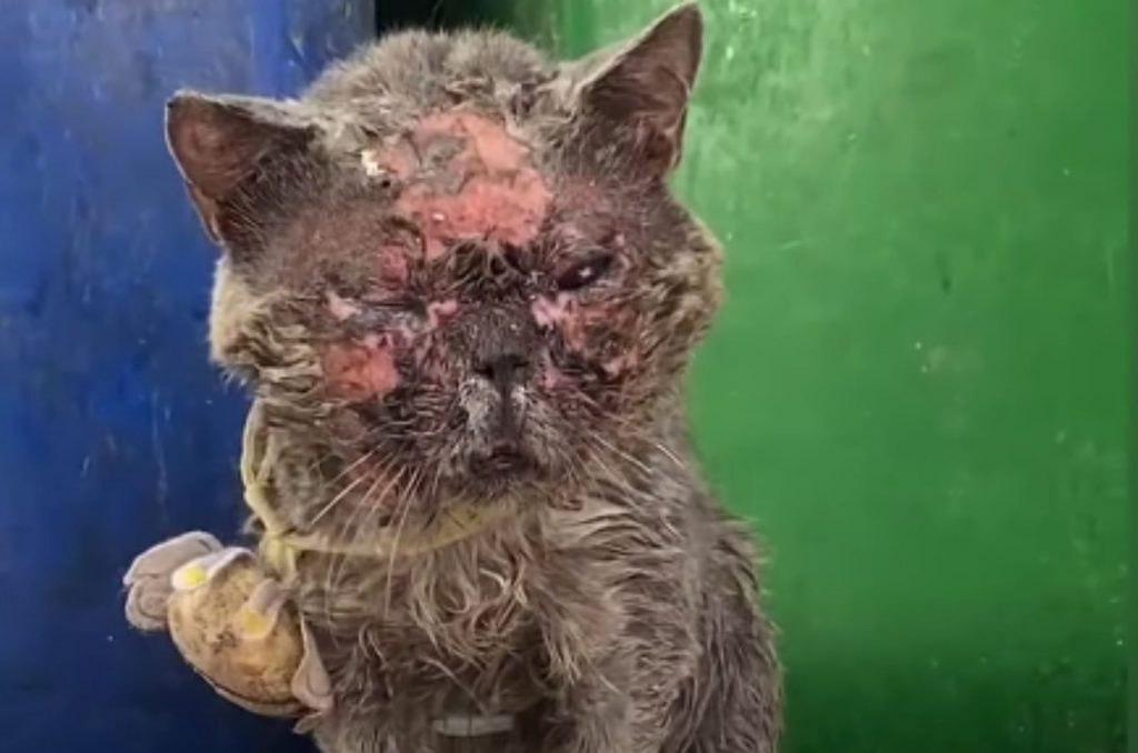 portrait of an injured cat