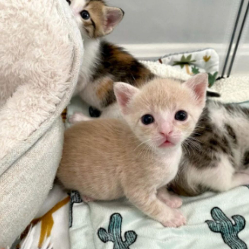 portrait of rescued kittens