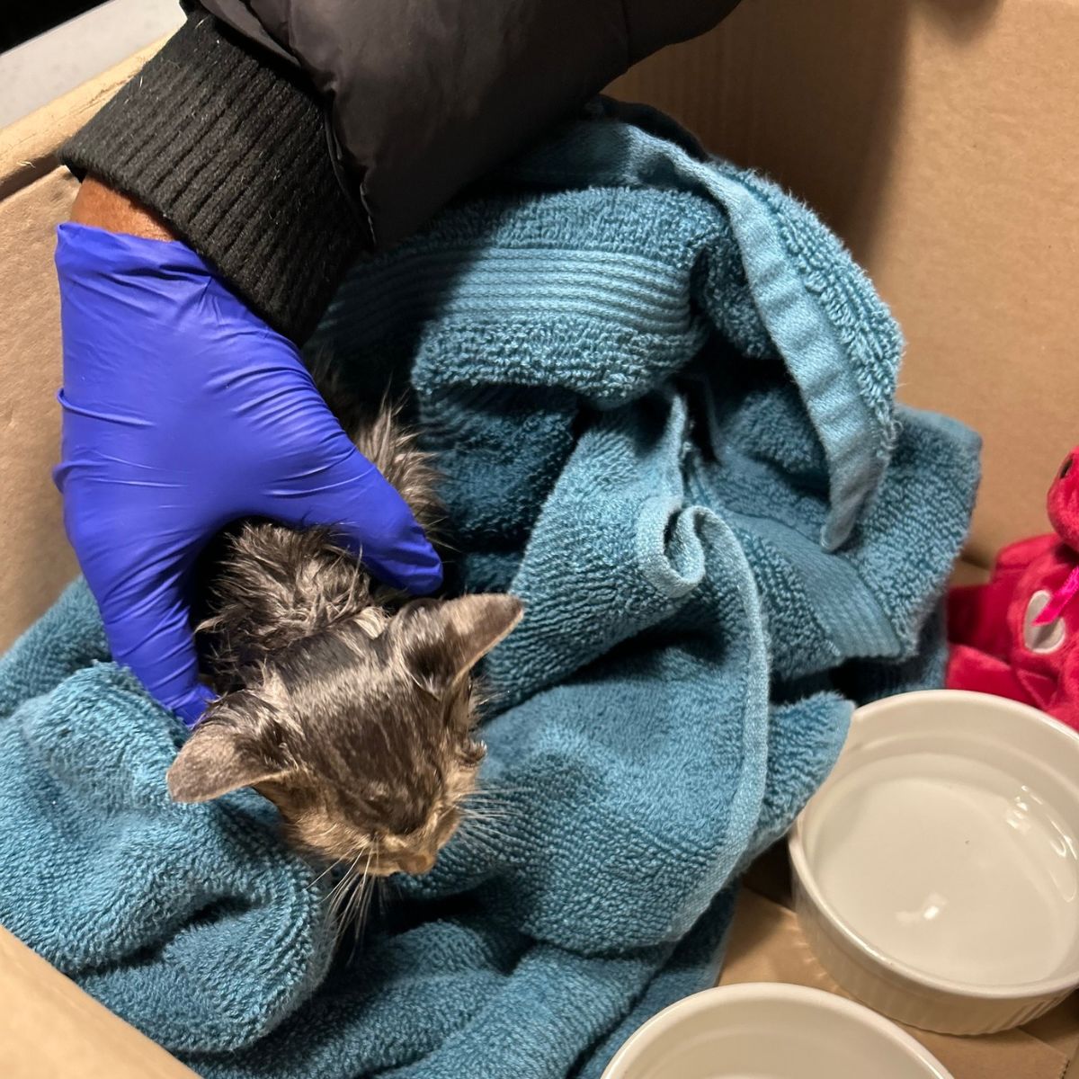 rescued kitten in a box