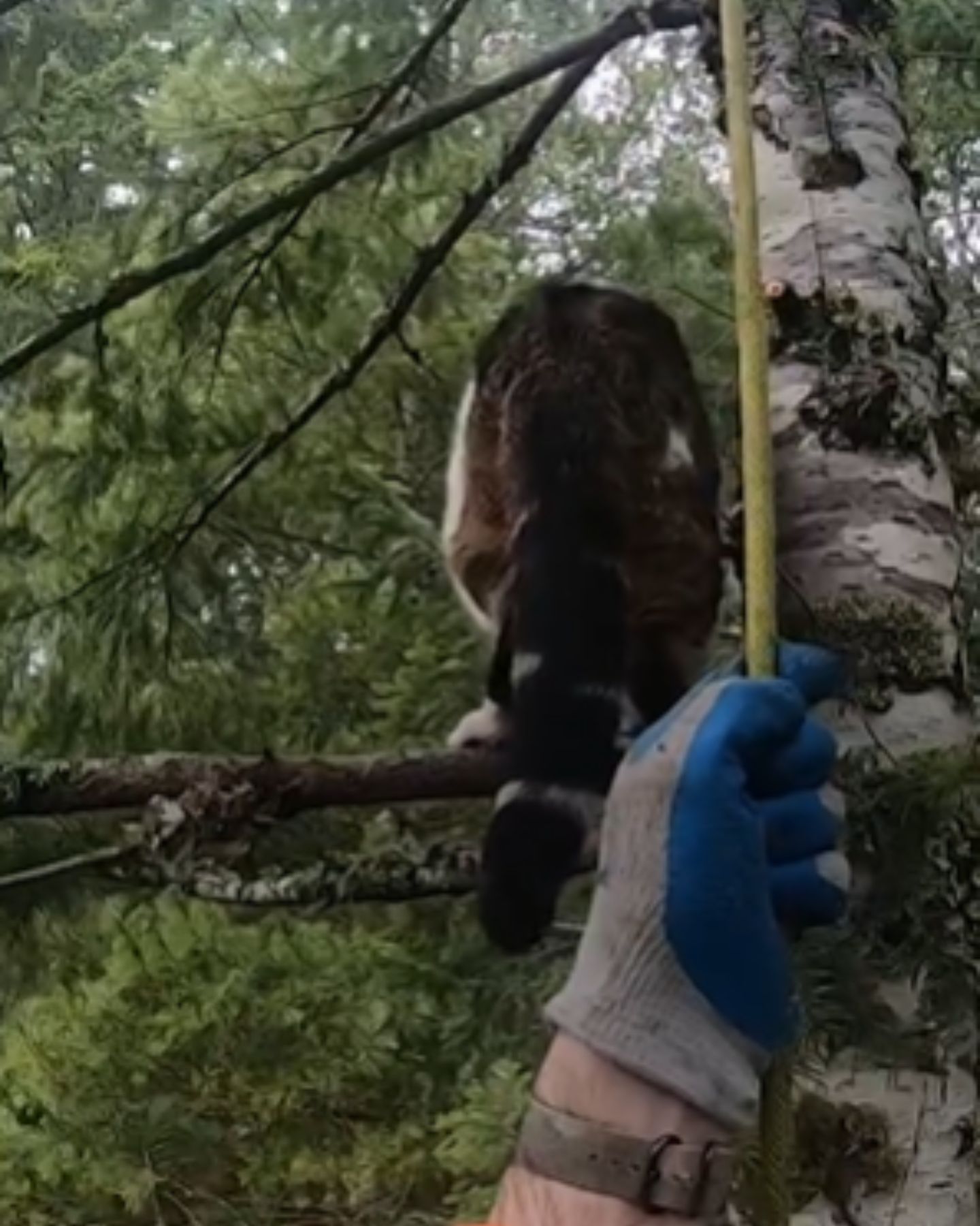 saving cat on tree