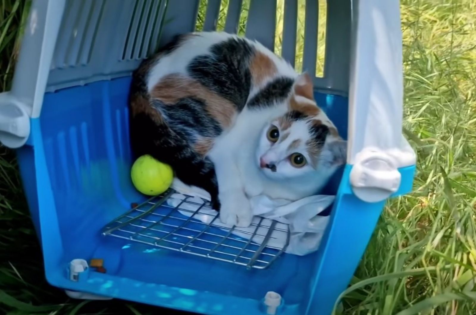 scared cat in a kennel