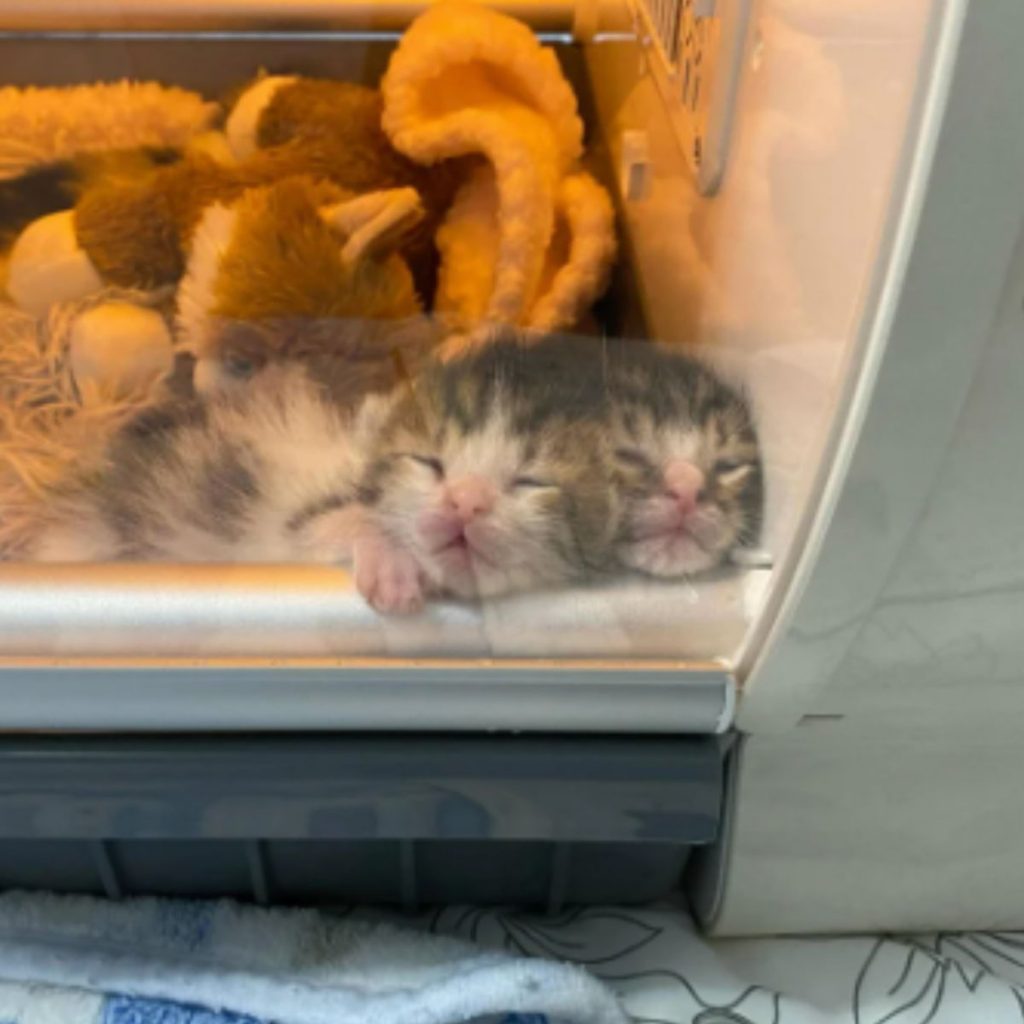 seven cute kittens are sleeping