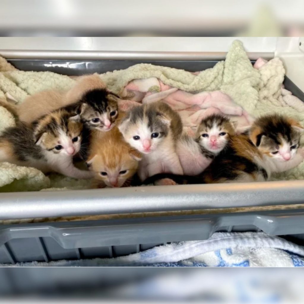 seven cute kittens wrapped in a blanket