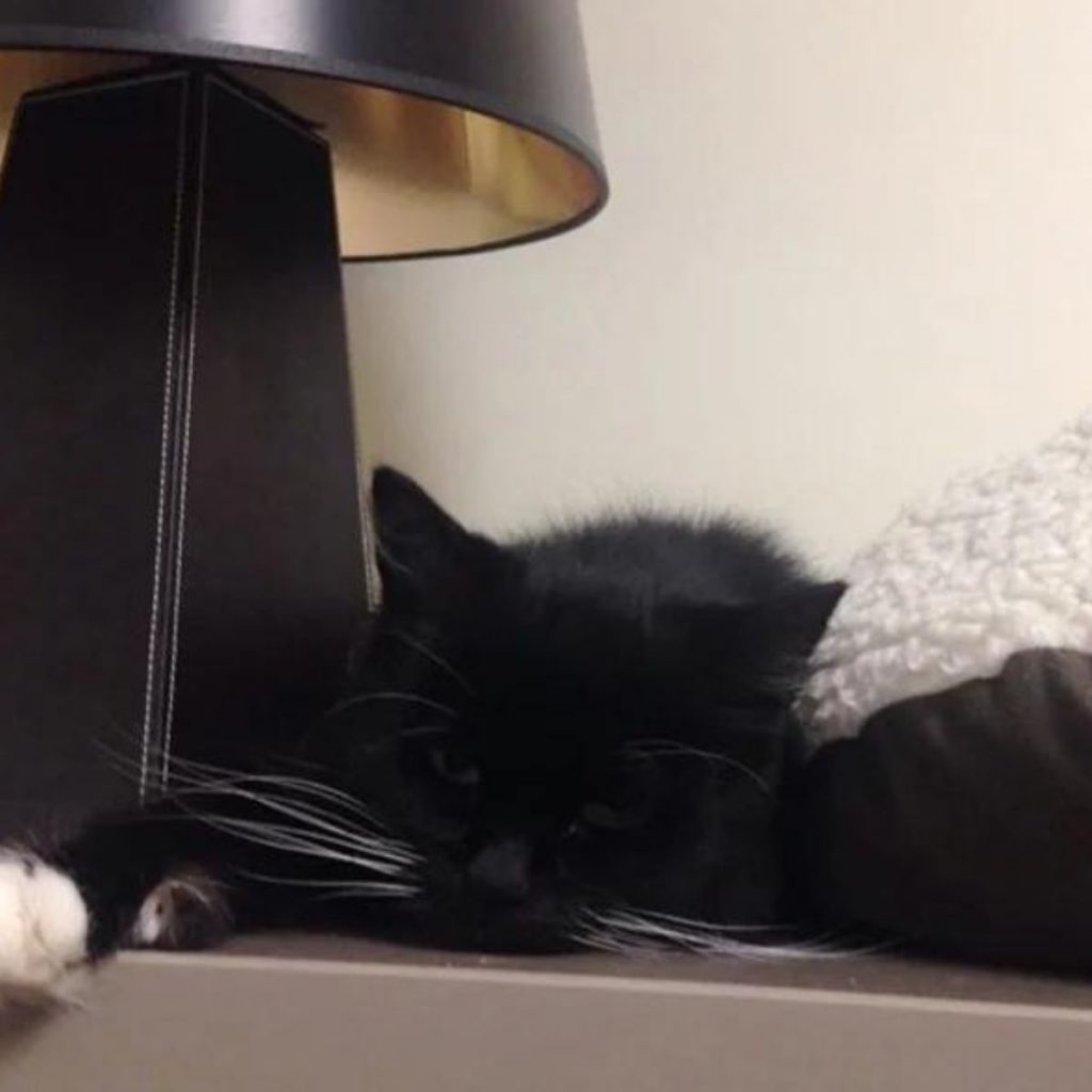 the black cat sleeps under the lamp