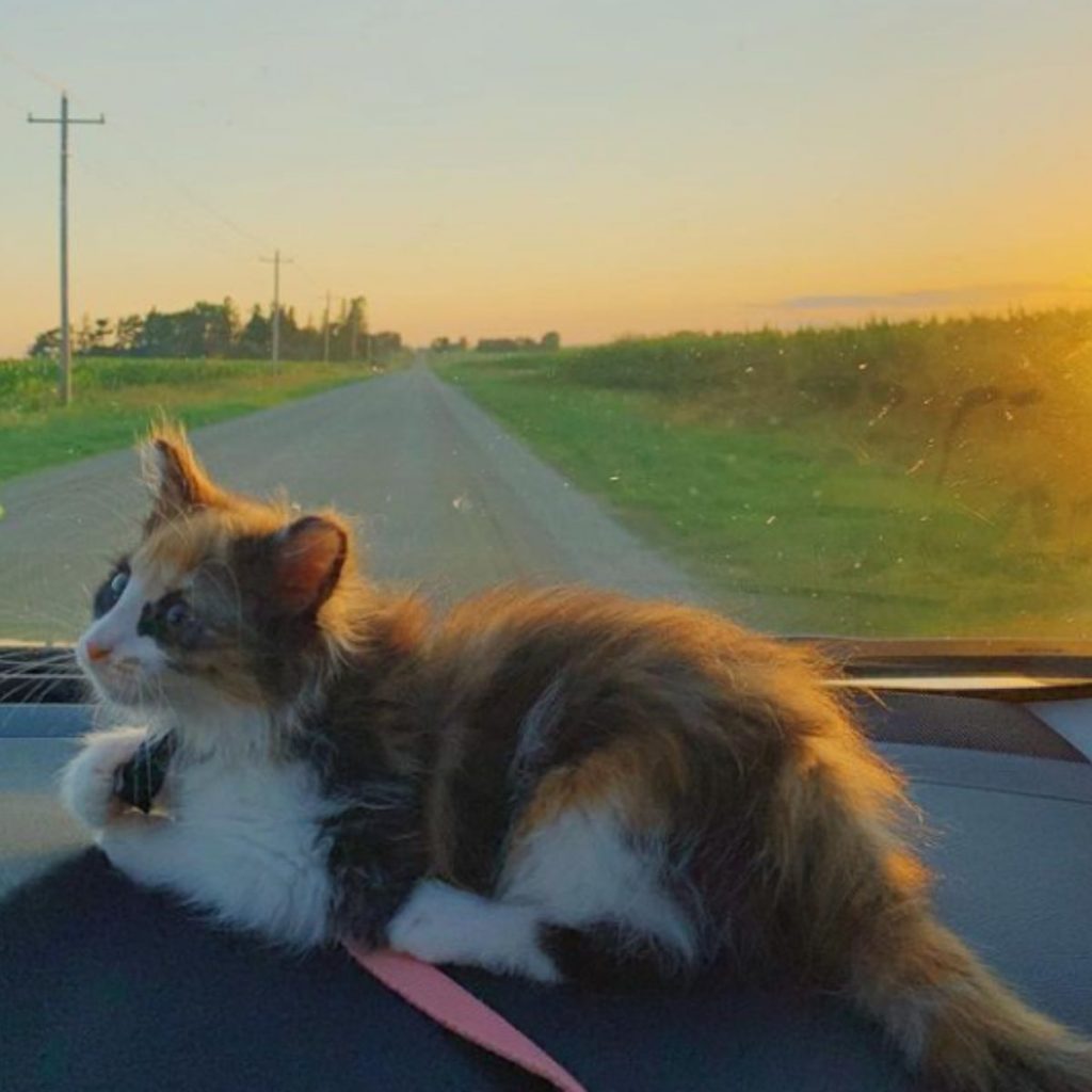 the cat enjoys driving in the car on the dashboard