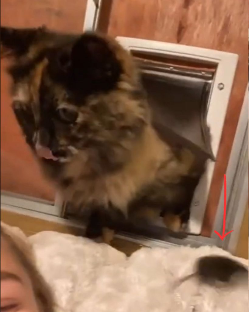 the cat licks itself as it passes through the window