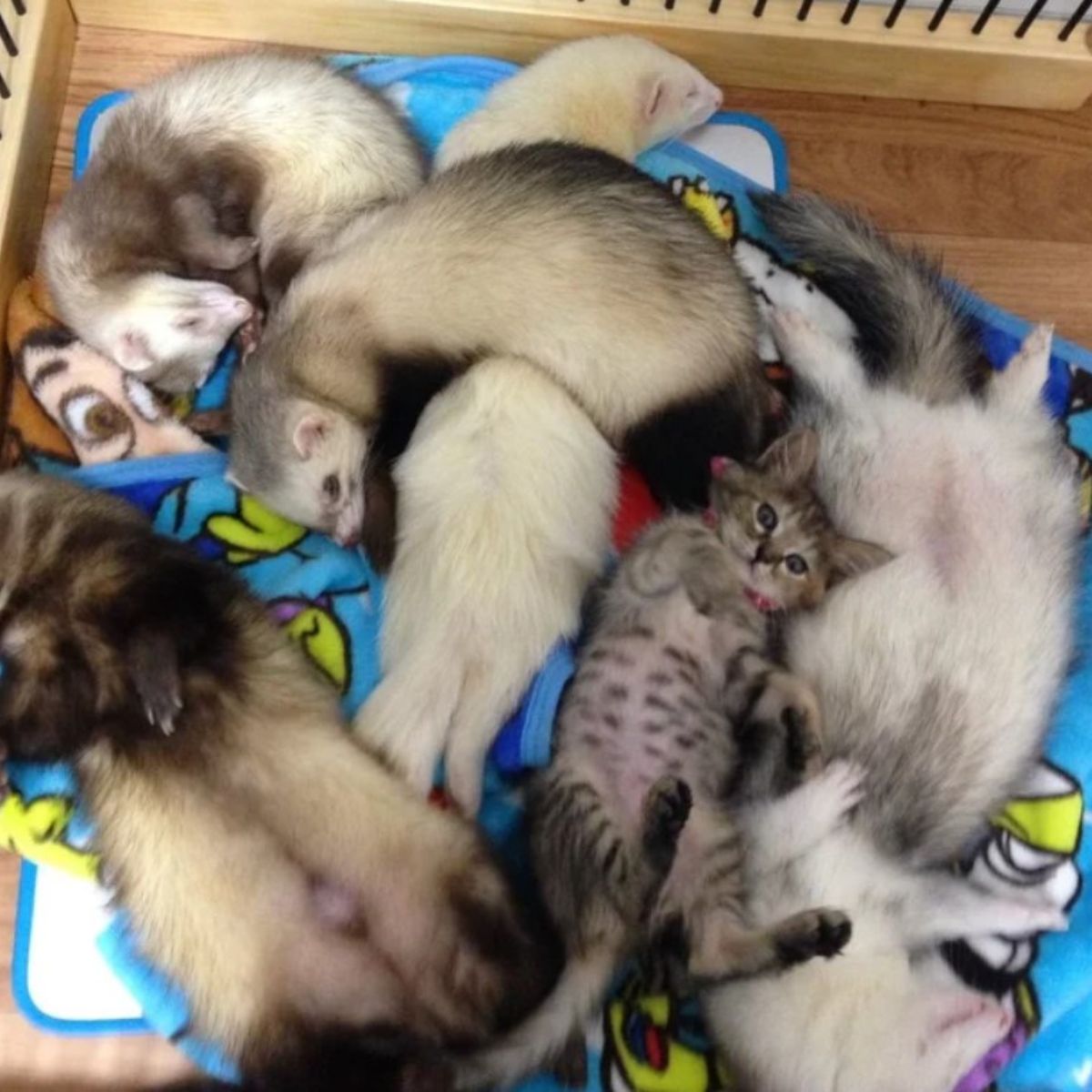 tiny kitten lying with ferrets