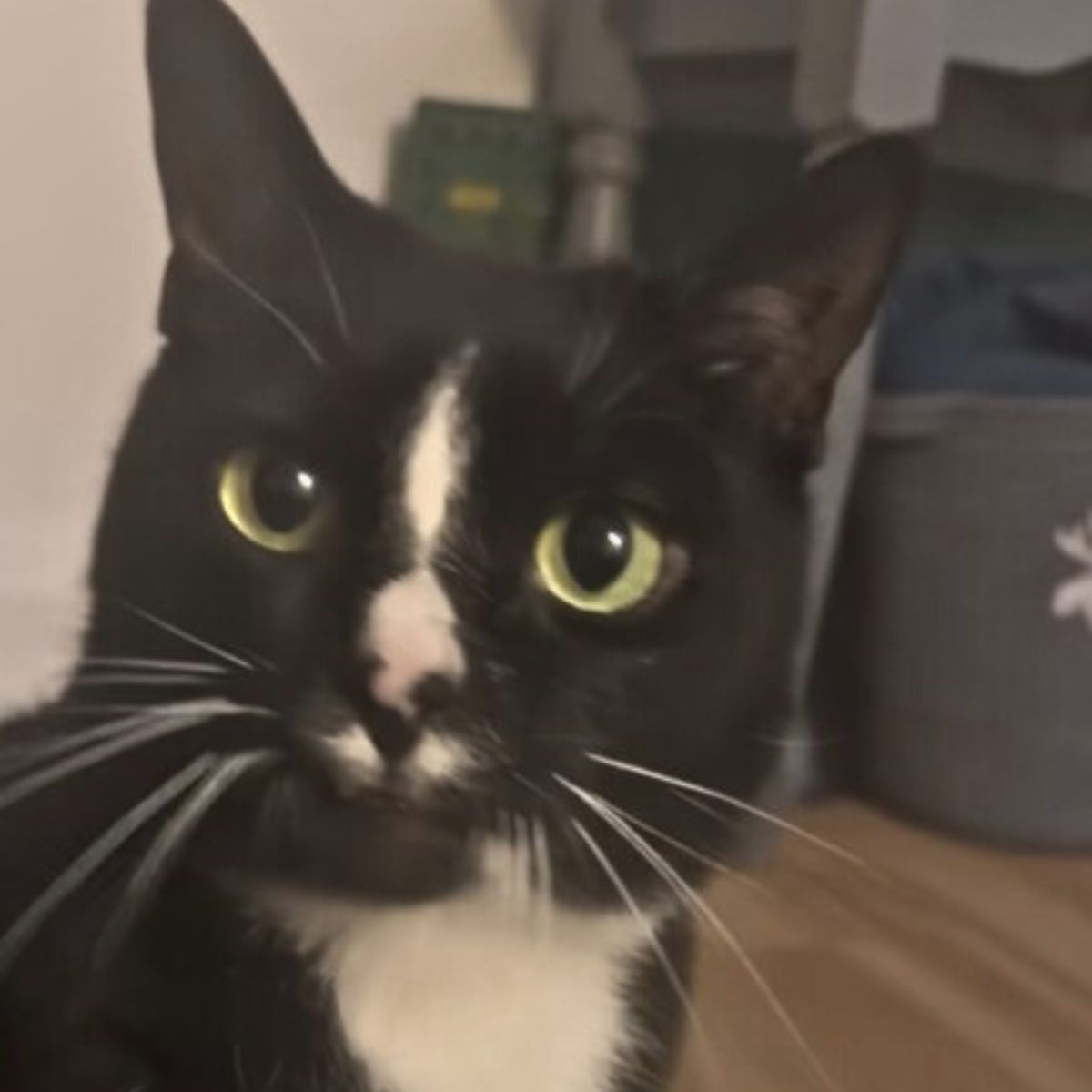 tuxedo cat chester