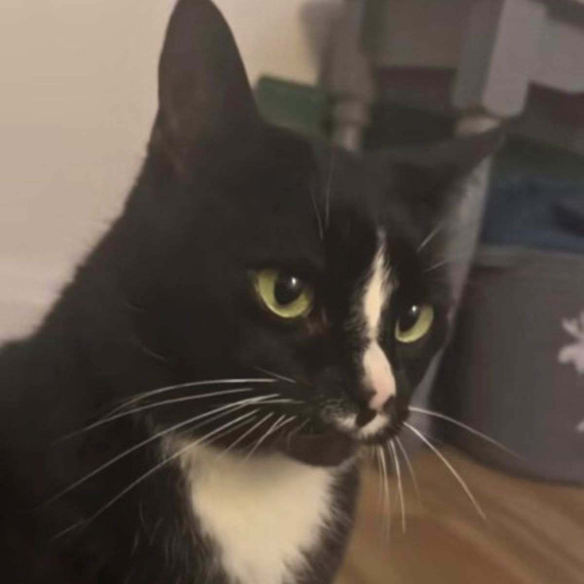 tuxedo cat soft meow