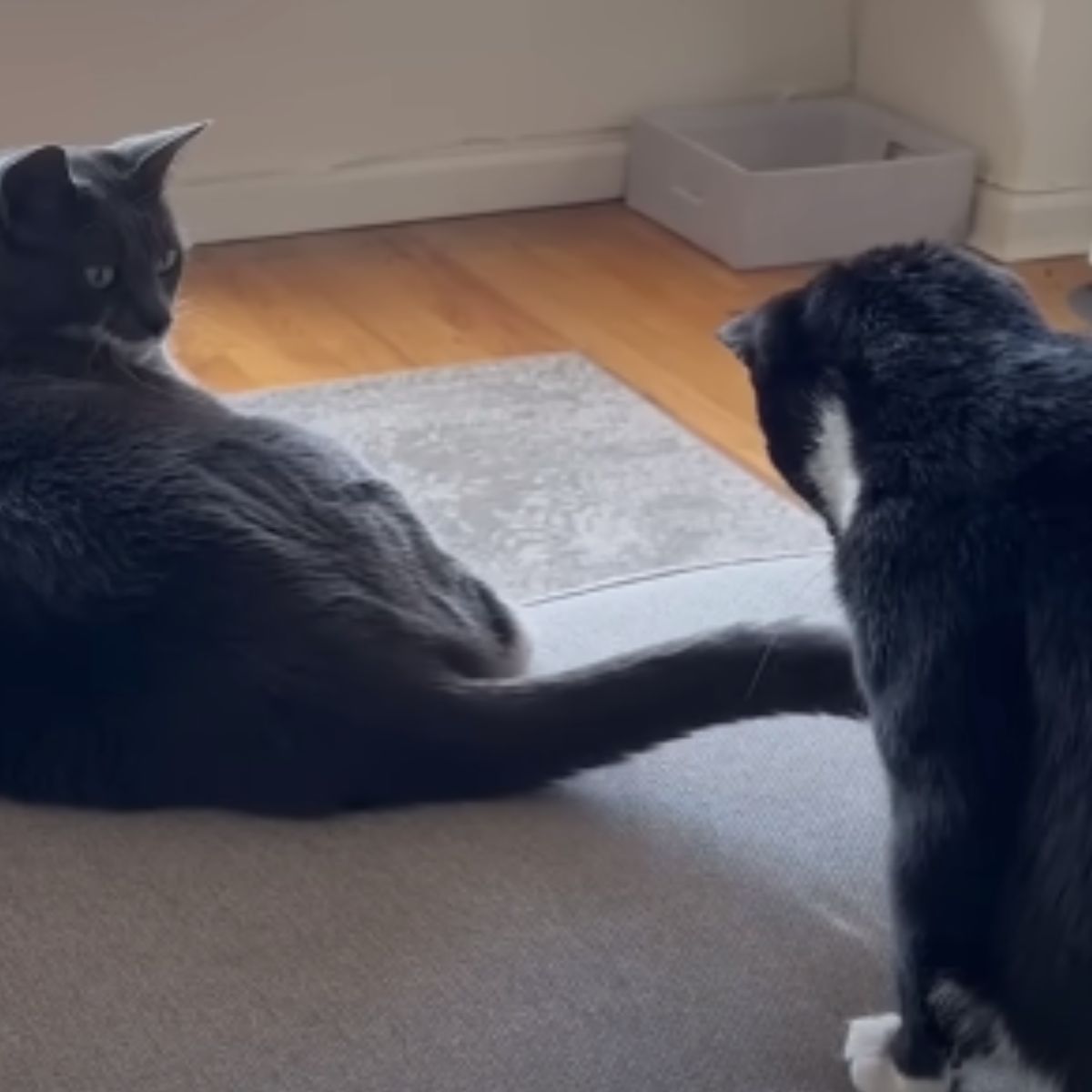 two cats indoors