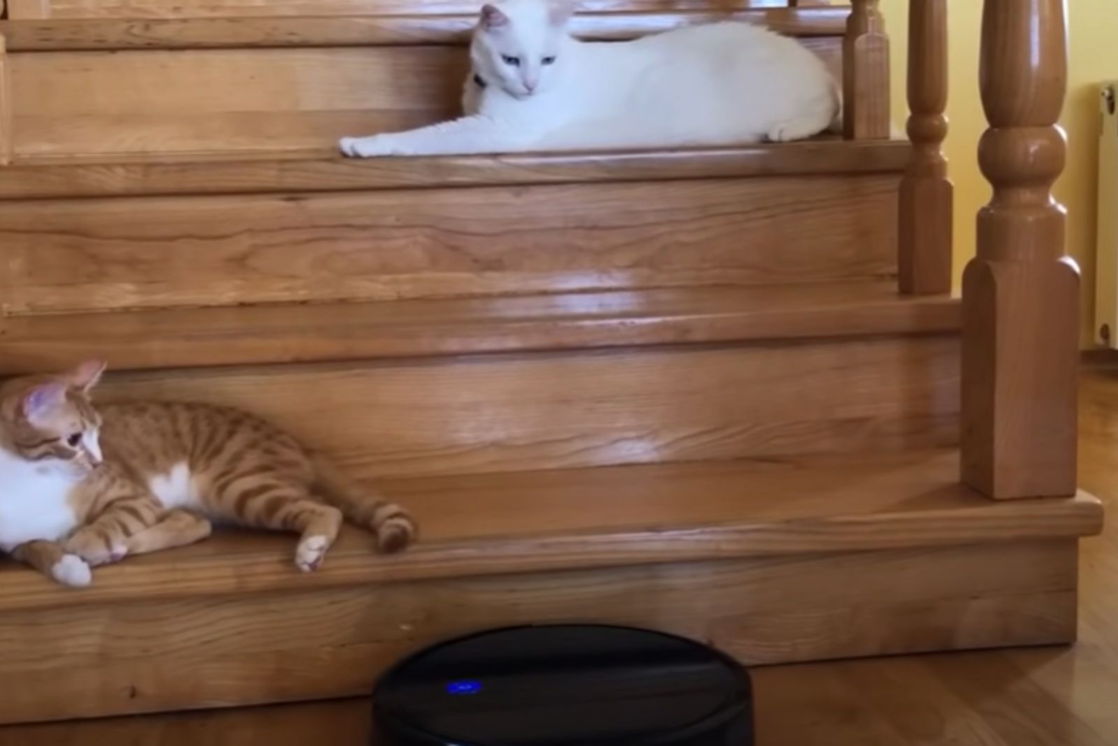 two cats lying on stairs looking at vacuum