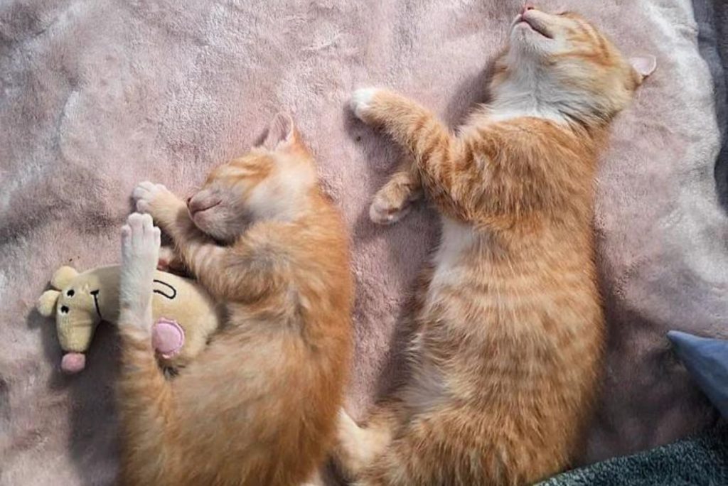 two kittens are sleeping