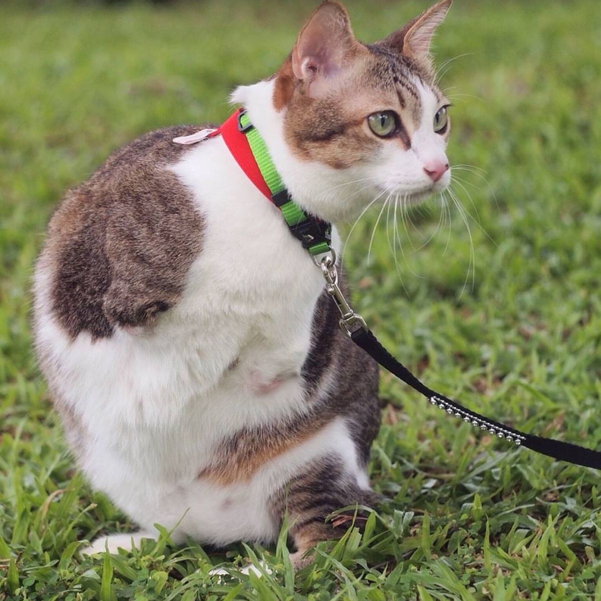 two legged cat on grass