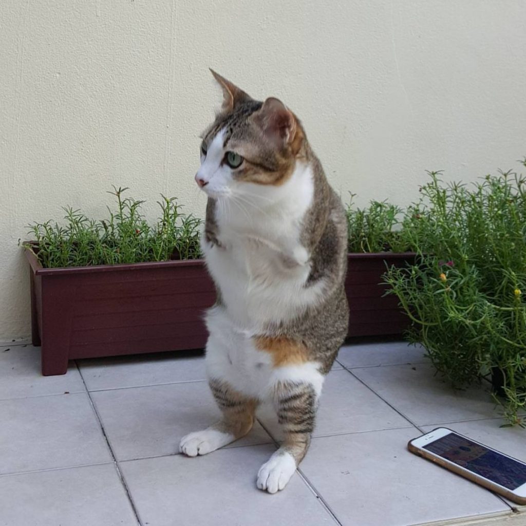 two legged cat standing