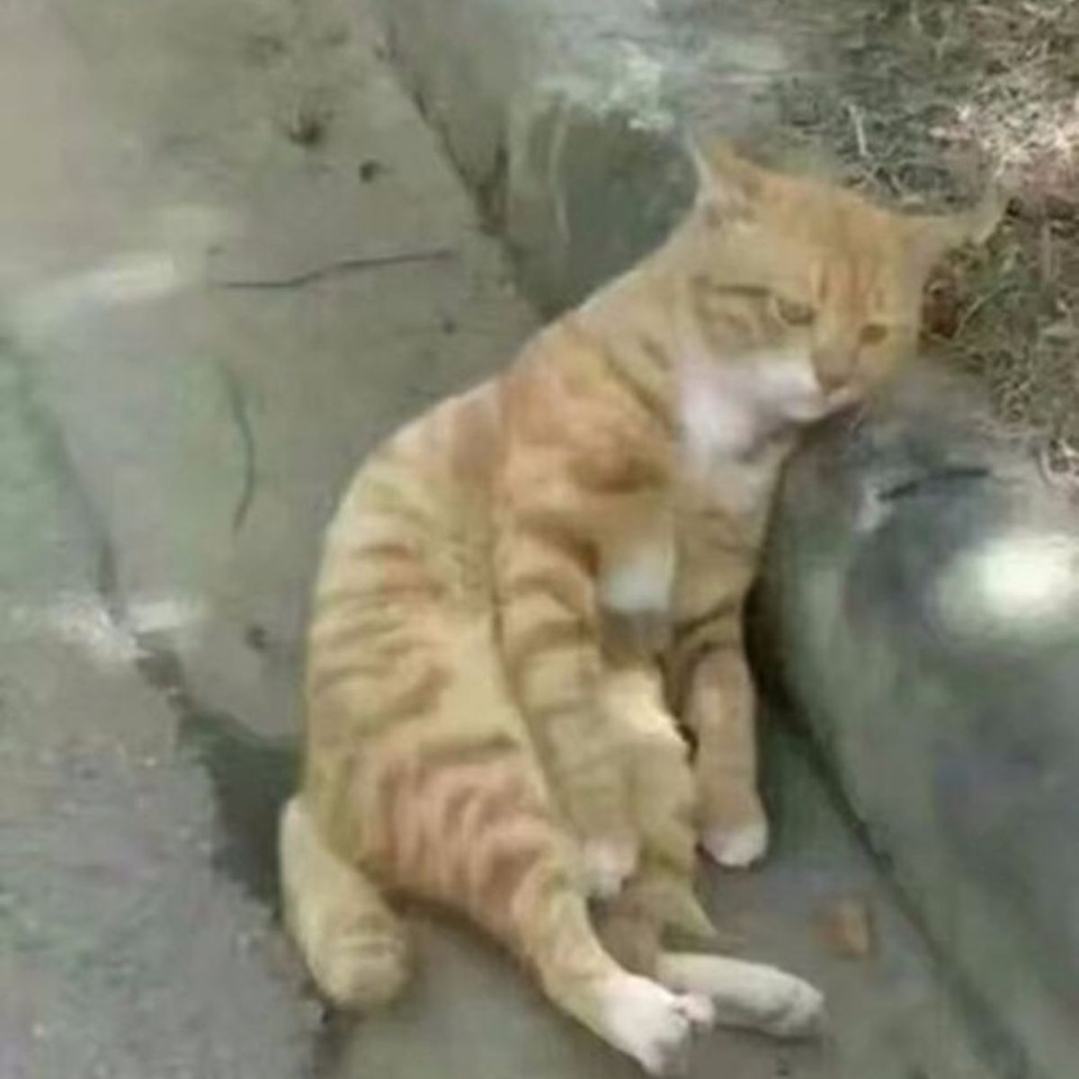 very sad ginger cat