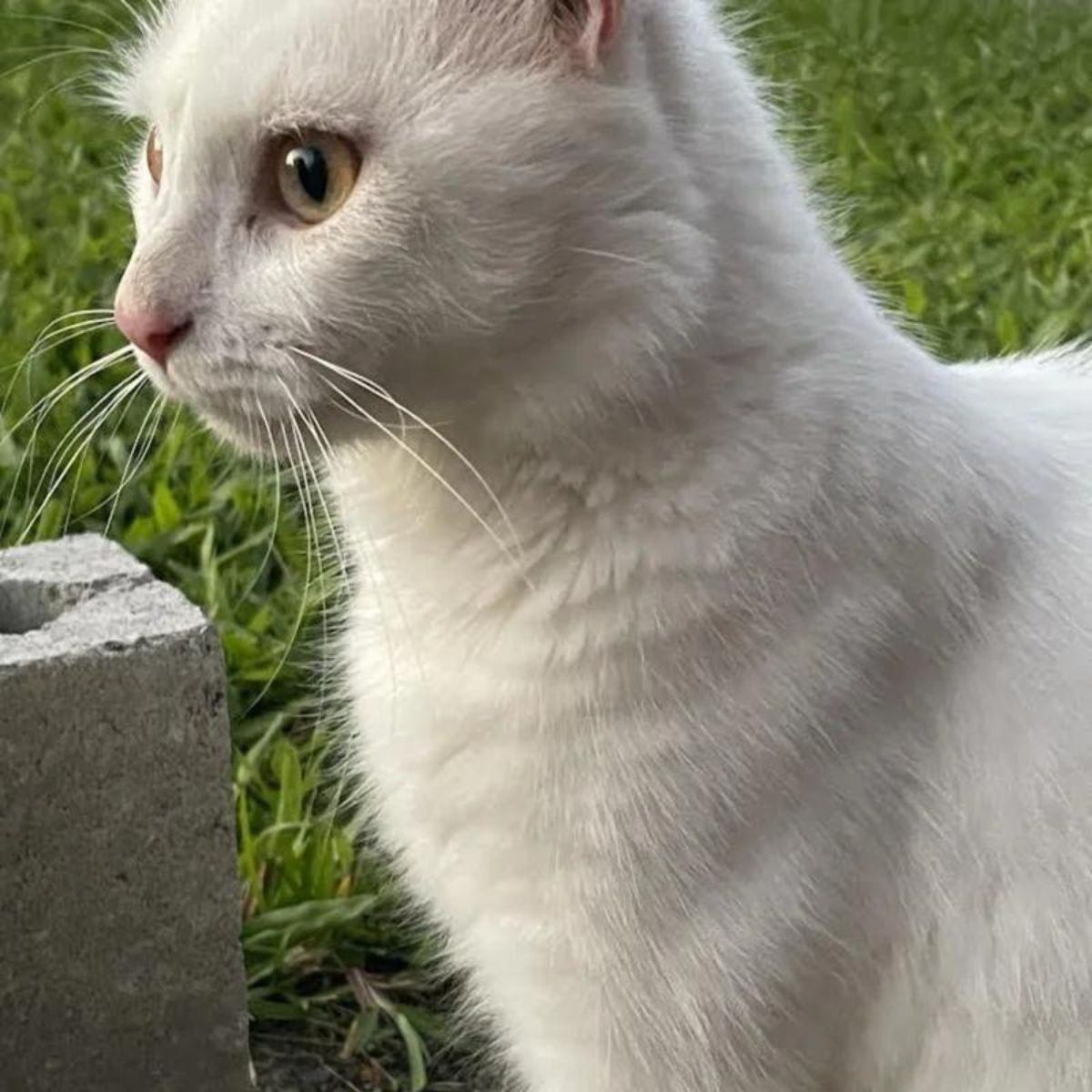 white cat