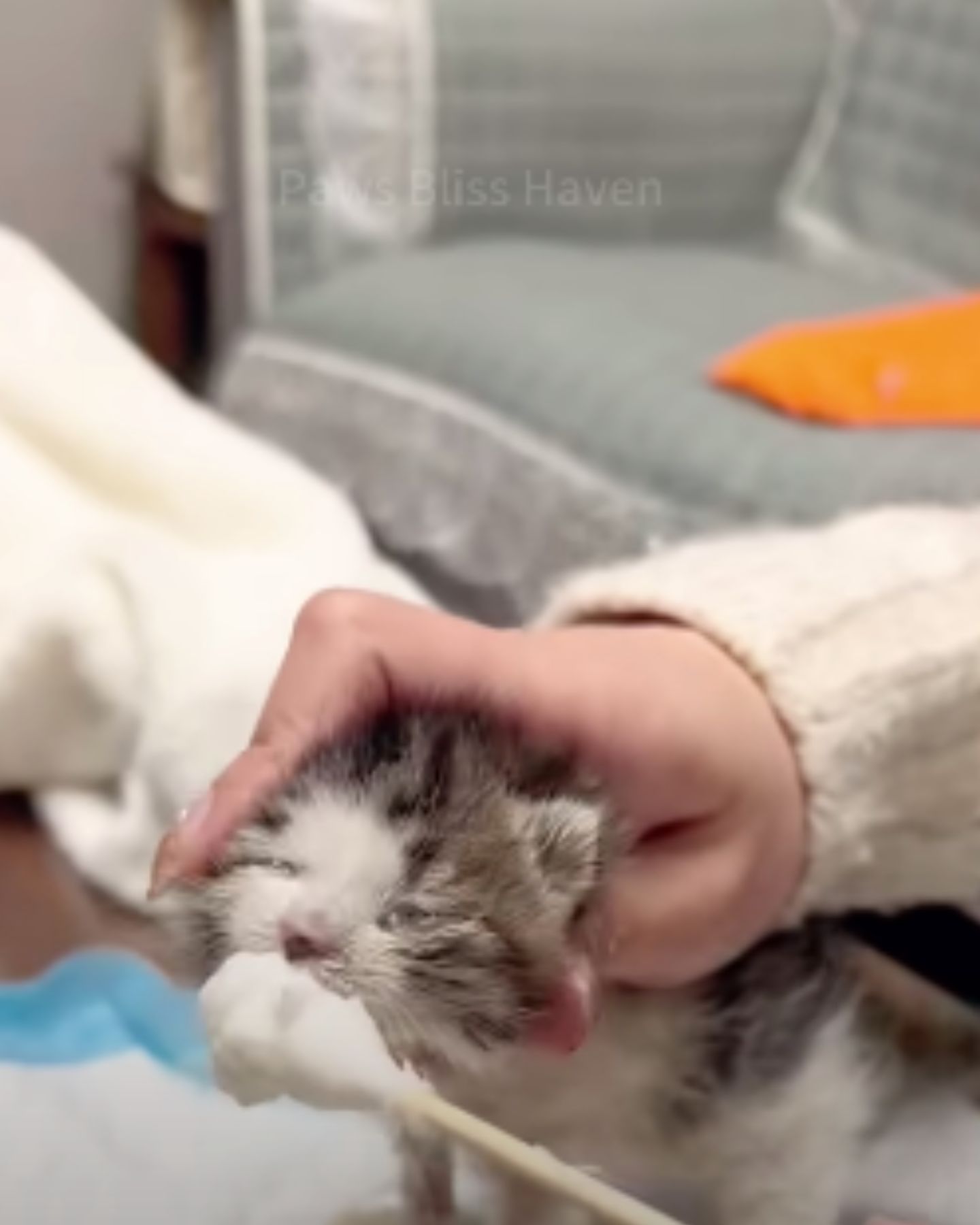 woman helping kitten