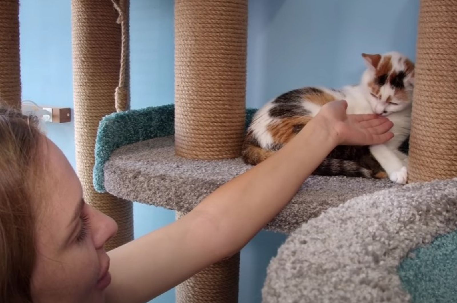 woman touching the cat