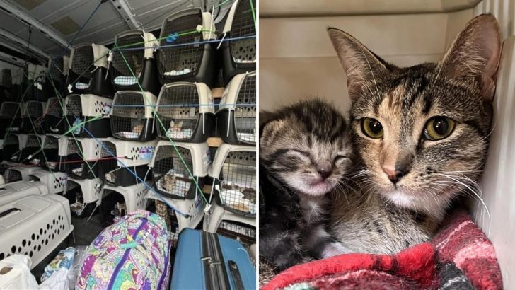 36 Cats Endangered By Fatal Virus Outbreak Rescued In An Incredible Cross-Country Road Trip