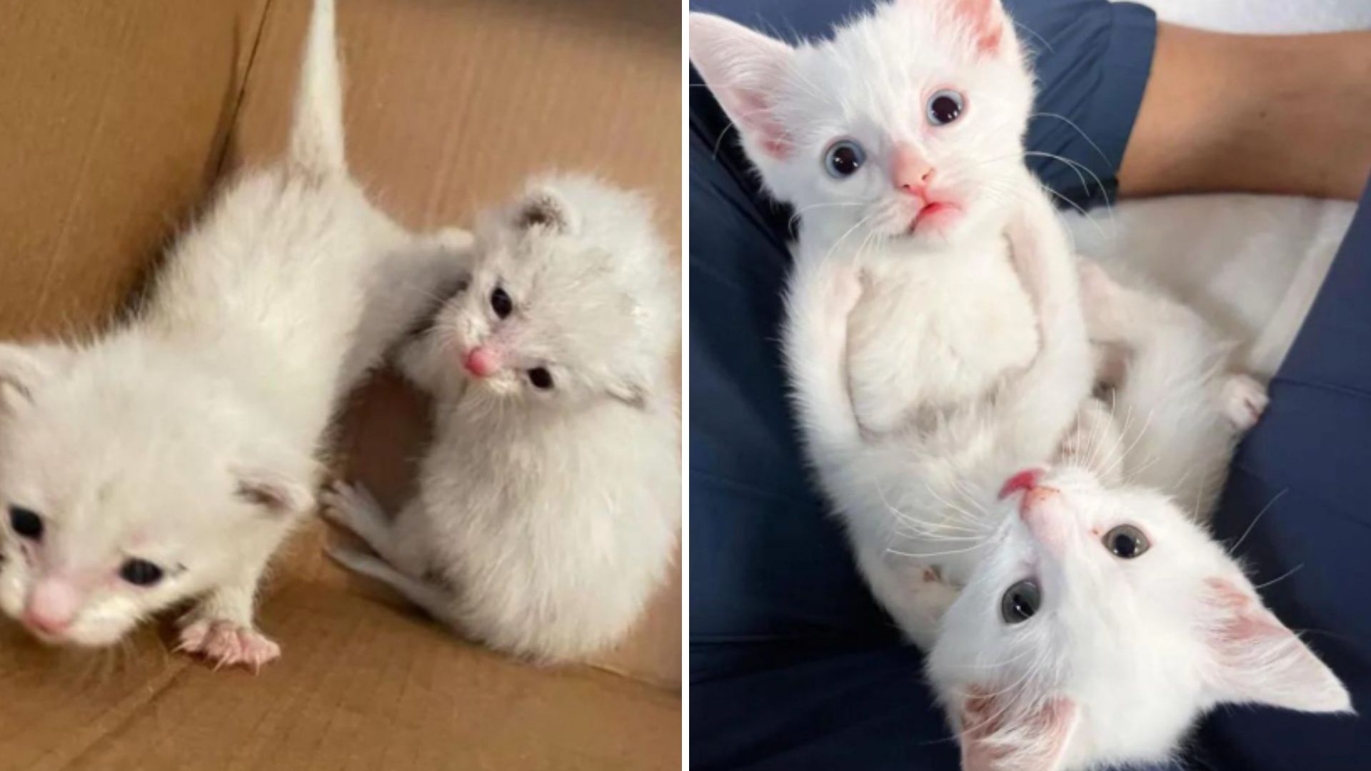 two white kittens