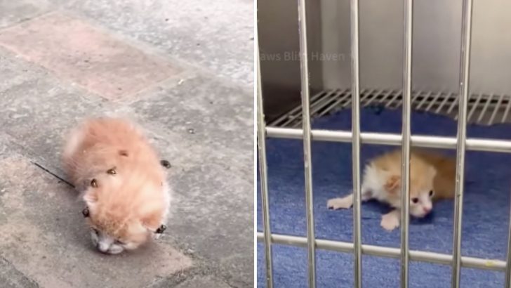 Abandoned Kitten Covered In Maggots Cries Out For Days Longing For Rescue