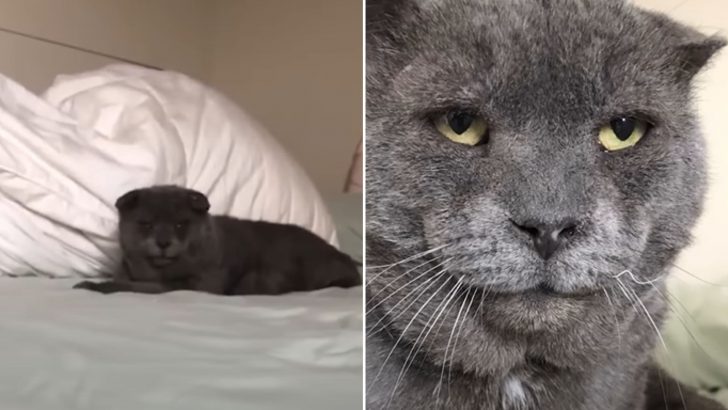 After A Rough Past, This Rescue Cat With An Unusual Face Doesn’t Let His Humans Sleep