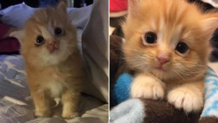 After Days Of Battling For Survival, This Homeless Kitten Finally Finds Happiness