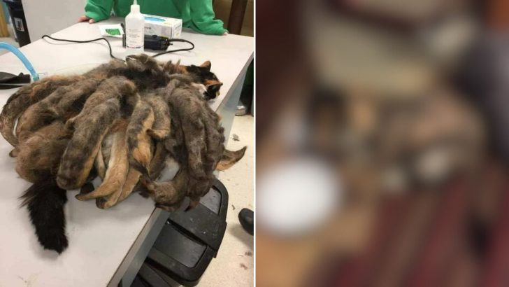 After Years Of Neglect, Calico Kitty With Octopus-Like Fur Gets A Miraculous Transformation