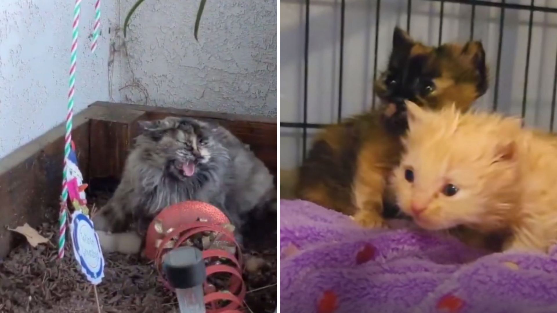 California Rescuers Stunned As Protective Mama Cat Blocks Anyone From Approaching Her Kittens
