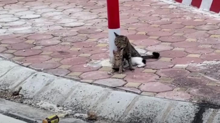 Cat Chained To A Sidewalk Pole In Scorching Heat With Two Kittens By Her Side