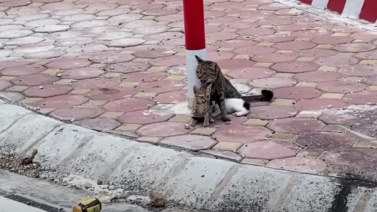 cat chained to a sidewalk