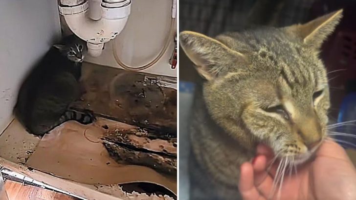 Cat Found Hiding Under The Sink In Empty NY Apartment, Crying For His Family Who Moved Away