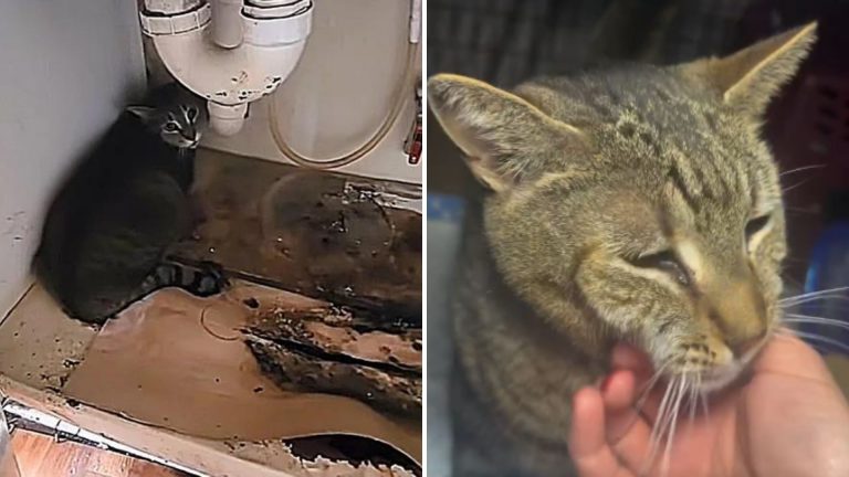 cat hiding under a sink