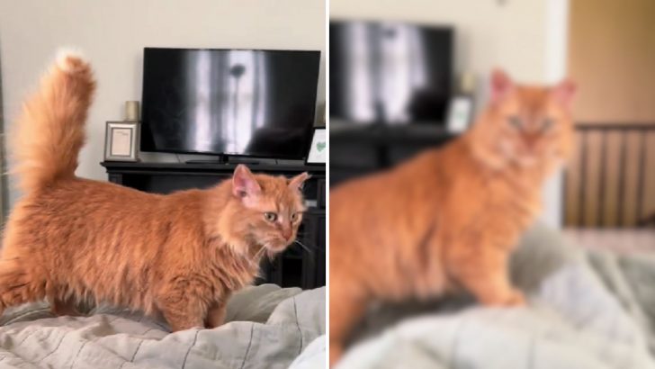 Cat Gets Out Of Bed The Second She Realizes Her Owner Is Under The Covers