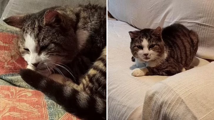 Cat Missing For 12 Years Finally Comes Home, But He’s Not The Same As Before