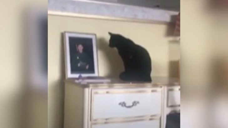 Cat Missing Her Favorite Human Can’t Stop Staring At His Photo