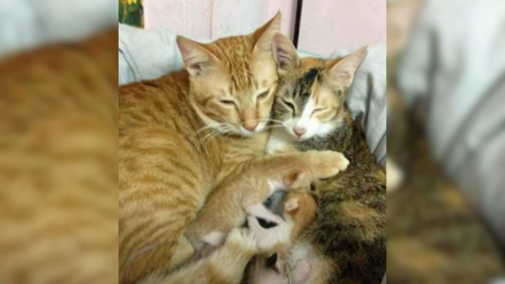 Cat Mom In Labor Receives All The Support From Cat Dad Melting Hearts Nationwide