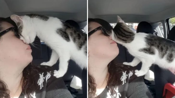 Cat Saved From Imminent Danger Can’t Stop Expressing Gratitude To His Rescuer