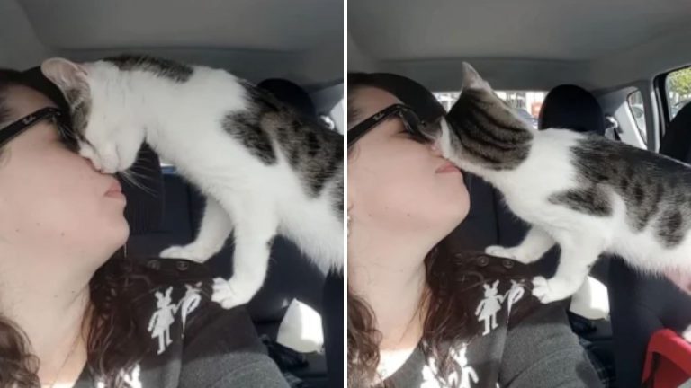 cat licking woman